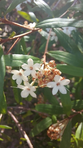 Phebalium woombye, photograph 2