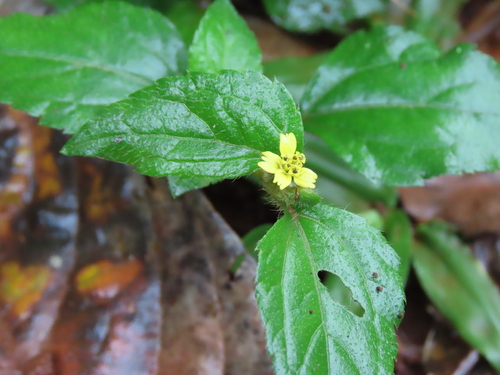 Calyptocarpus brasiliensis, photograph 1