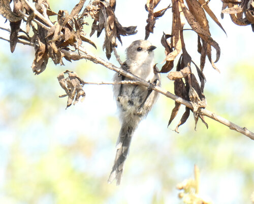 iNaturalist observation photo of Bushtit