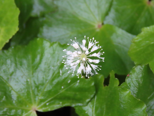 Hydrocotyle leucocephala, photograph 4