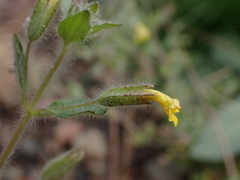 Erythranthe floribunda