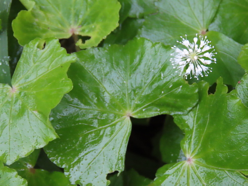 Hydrocotyle leucocephala, photograph 5