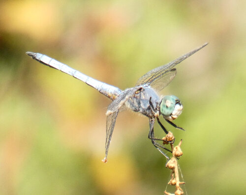 iNaturalist observation photo of Blue Dasher