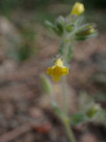 Erythranthe floribunda, photograph 1