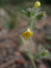 Erythranthe floribunda, photograph author not stated, no rights reserved