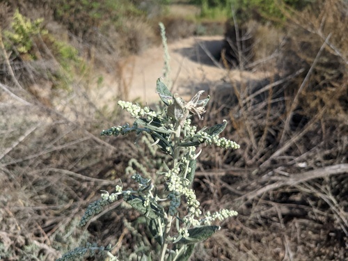 iNaturalist observation photo of California mugwort