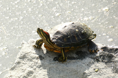 iNaturalist observation photo of Red-eared Slider