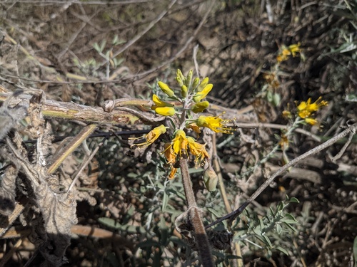 iNaturalist observation photo of Bladderpod