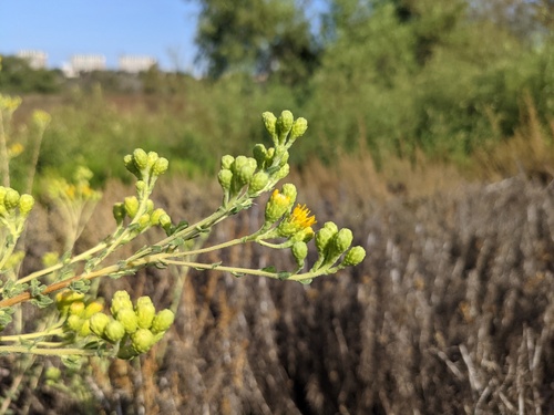 iNaturalist observation photo of Coastal Goldenbush