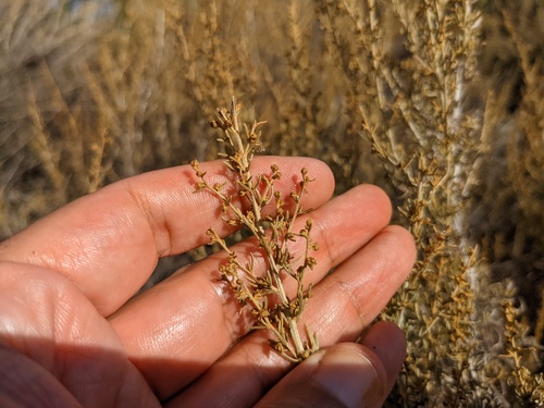 iNaturalist observation photo of California sagebrush
