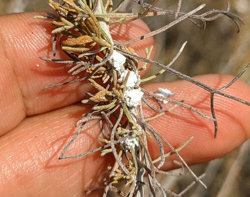 iNaturalist observation photo of Sagebrush Woolly Stem Gall Midge