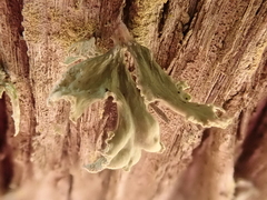 Ramalina canariensis