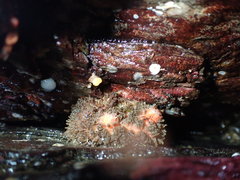 Bristly Tunicate photo 2