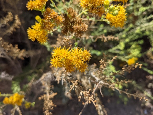 iNaturalist observation photo of Coastal Goldenbush