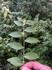 Lithospermum latifolium