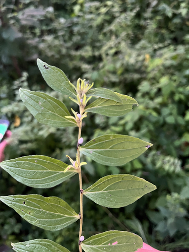 Lithospermum latifolium, photograph 3