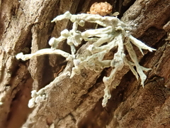 Niebla cephalota