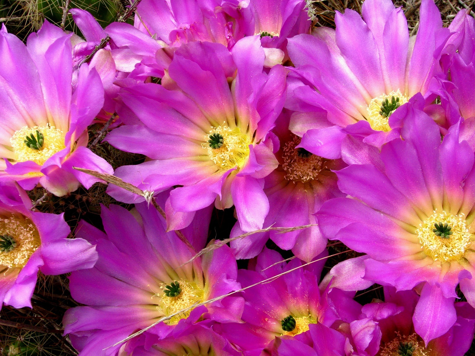 Photos of Echinocereus cinerascens  iNaturalist