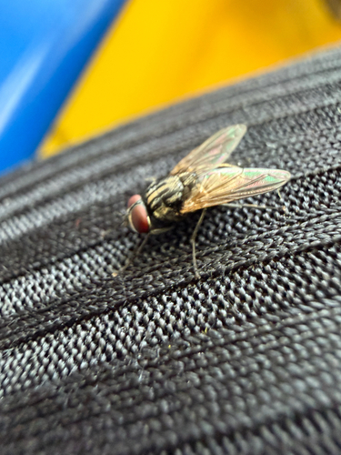 Common House Fly