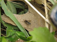 Anasimyia bilinearis