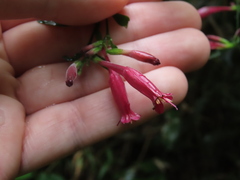 Ruellia angustiflora, photograph (c) Nicolas Olejnik, some rights reserved (CC BY)