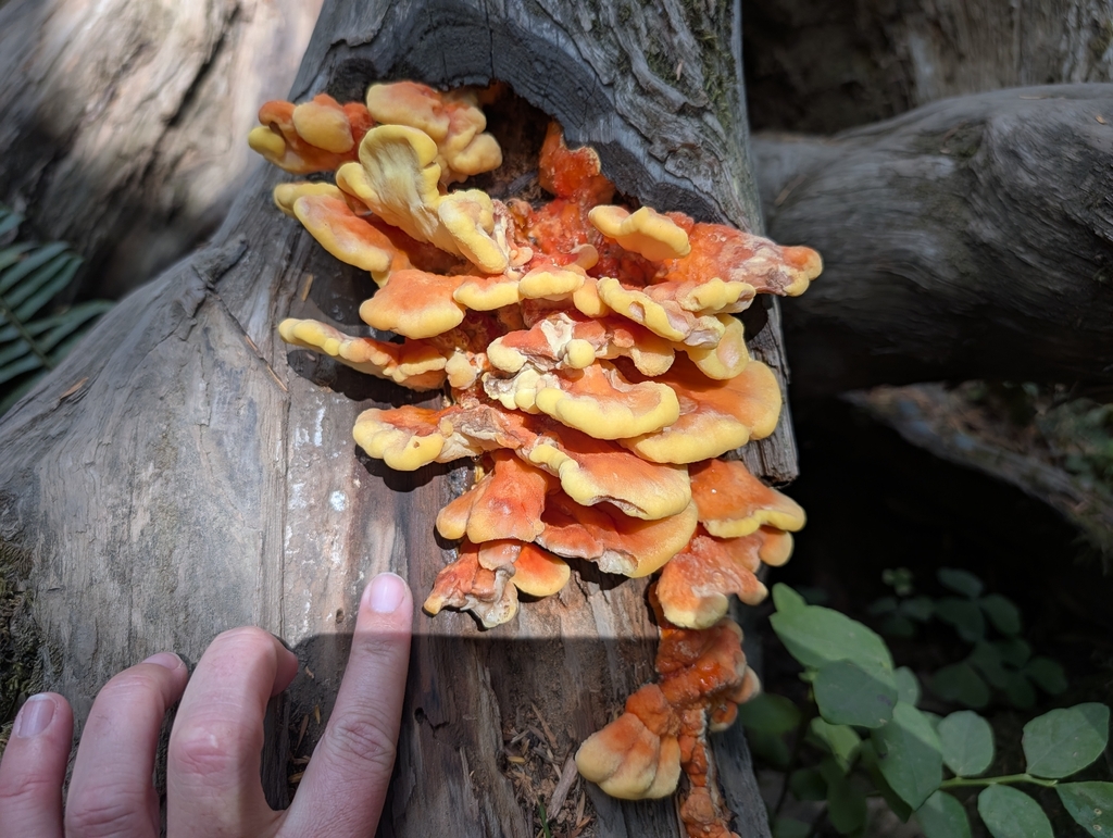 Conifer Chicken of the Woods · August 2026 · photo: Photo: (c) Jessica Utrup, some rights reserved (CC BY) · iNaturalist