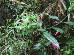 Ruellia angustiflora, photograph (c) Nicolas Olejnik, some rights reserved (CC BY)