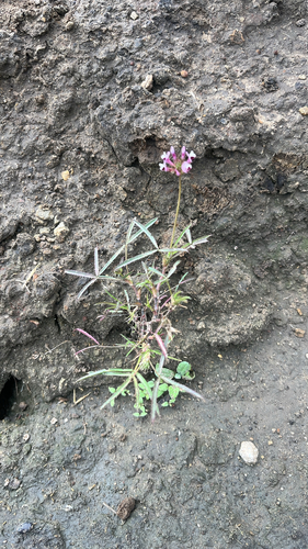 Trifolium willdenovii observed 2026-08-13