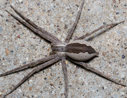 American Nursery Web Spider photo 4