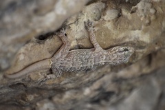 Tarentola americana