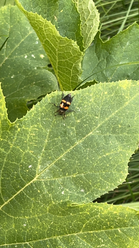 Tomentose Burying Beetle
