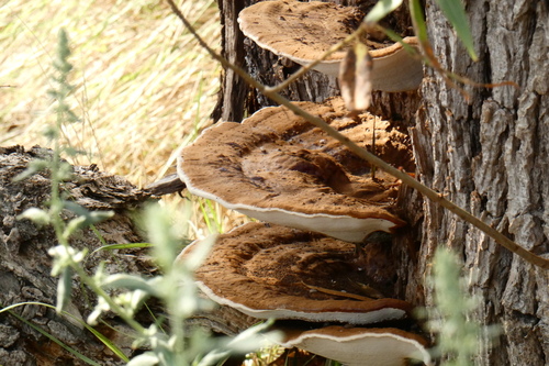 iNaturalist observation photo of artist's bracket