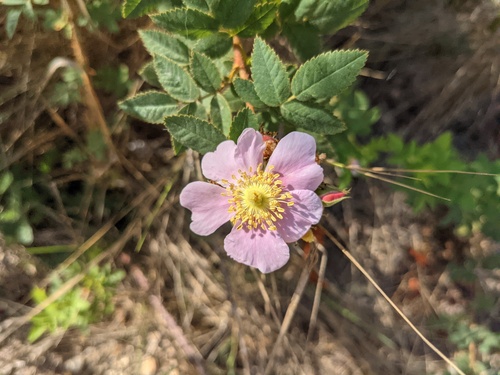 iNaturalist observation photo of California Wild Rose