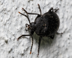 Penthe pimelia