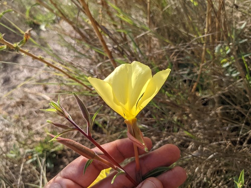 iNaturalist observation photo of tall evening primrose