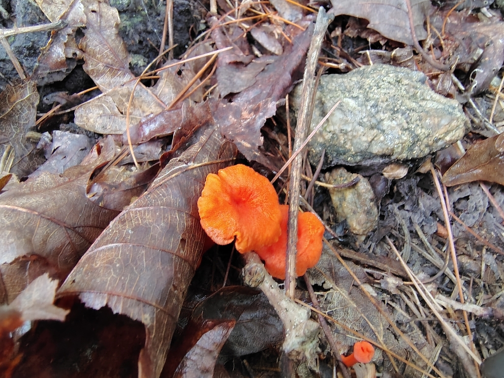 Red Chanterelle · August 2026 · photo: Photo: no rights reserved · iNaturalist
