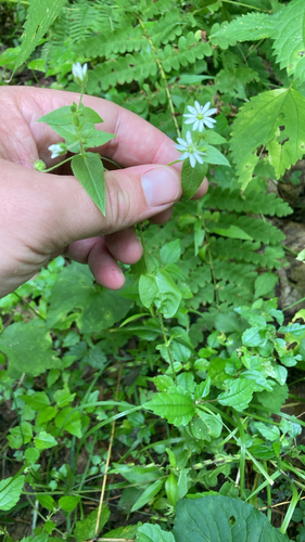 Water Chickweed