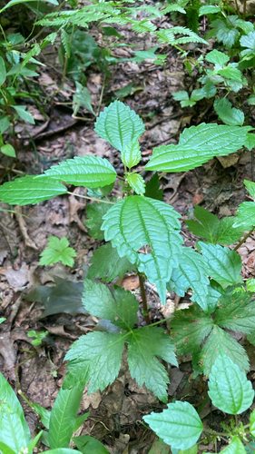 Canada clearweed