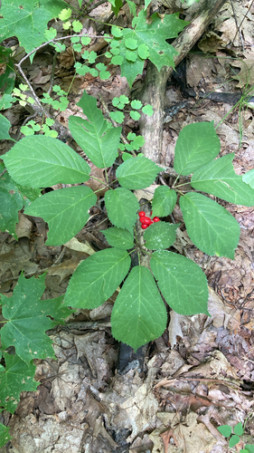 American ginseng