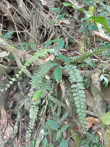 Asplenium paleaceum, 2026-08-18