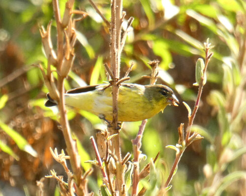 iNaturalist observation photo of Lesser Goldfinch