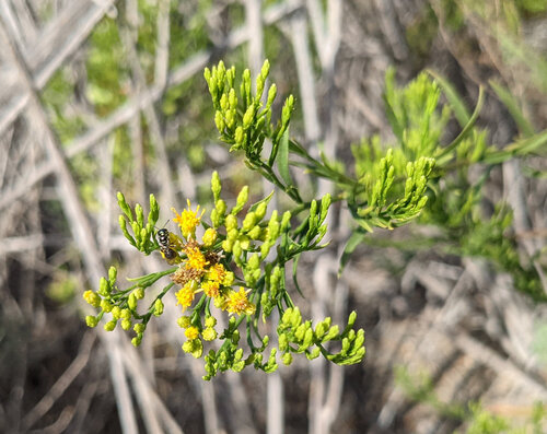 iNaturalist observation photo of western goldenrod