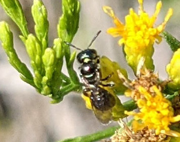 iNaturalist observation photo of Zadontomerus