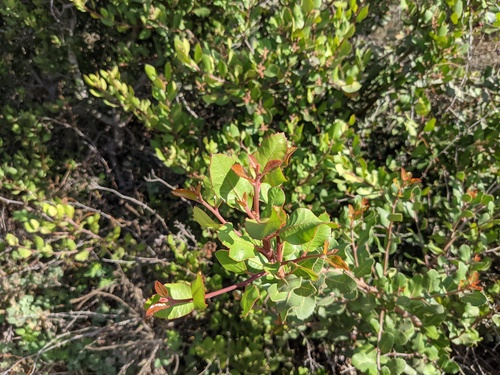 iNaturalist observation photo of lemonade berry
