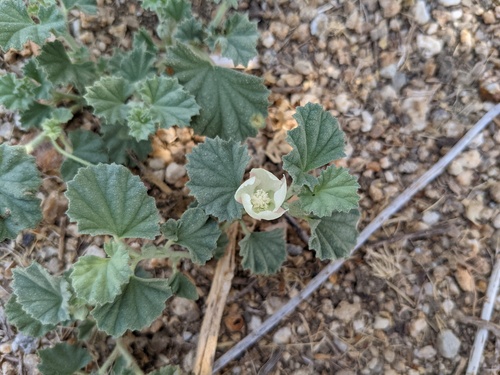 iNaturalist observation photo of alkali mallow