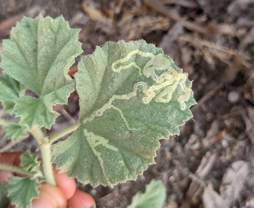 iNaturalist observation photo of Mallow Leaf Miner