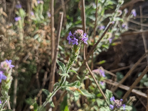 iNaturalist observation photo of western vervain