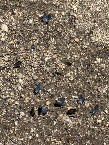 iNaturalist observation photo of Typical Blues