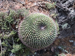 Mammillaria gigantea