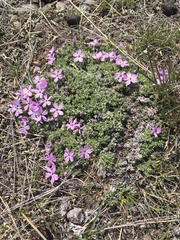 Phlox albomarginata